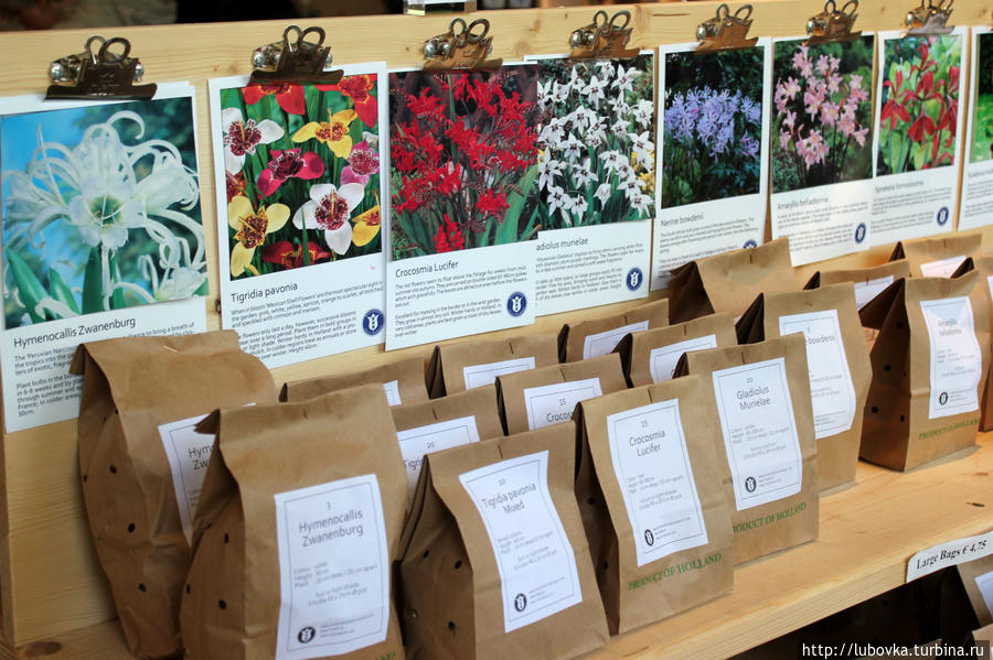 Садоводам и любителям луковичных В Музее тюльпанов можно приобрести качественный посадочный материал .