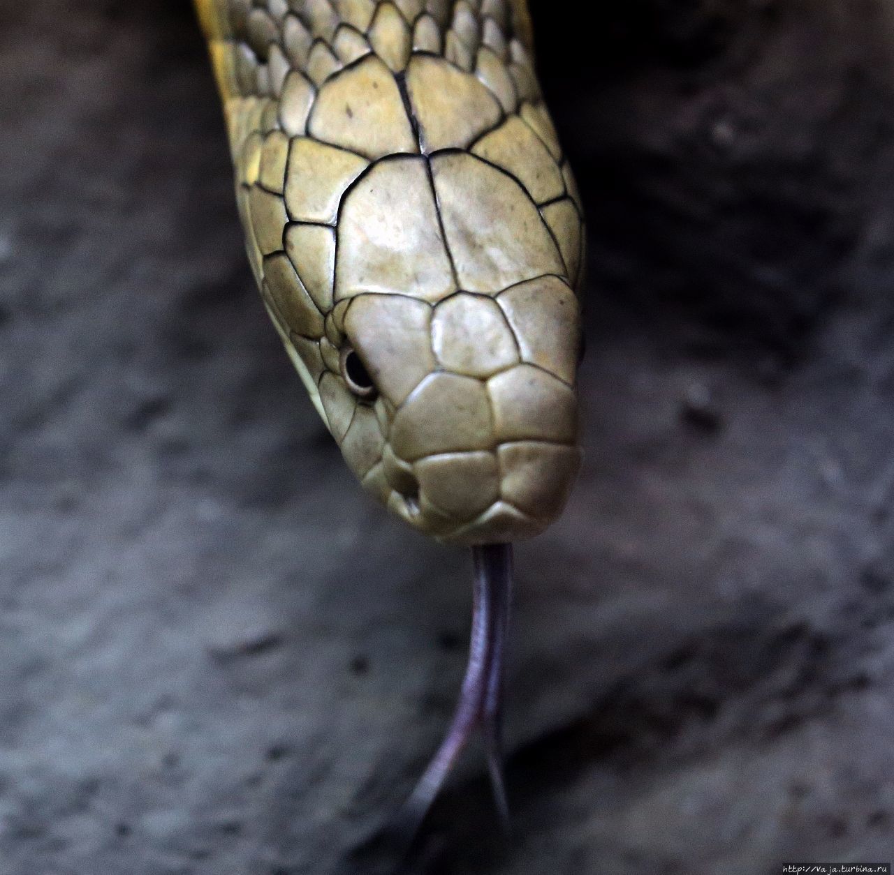 Звериный калейдоскоп. Змеи и грызуны Ханой, Вьетнам