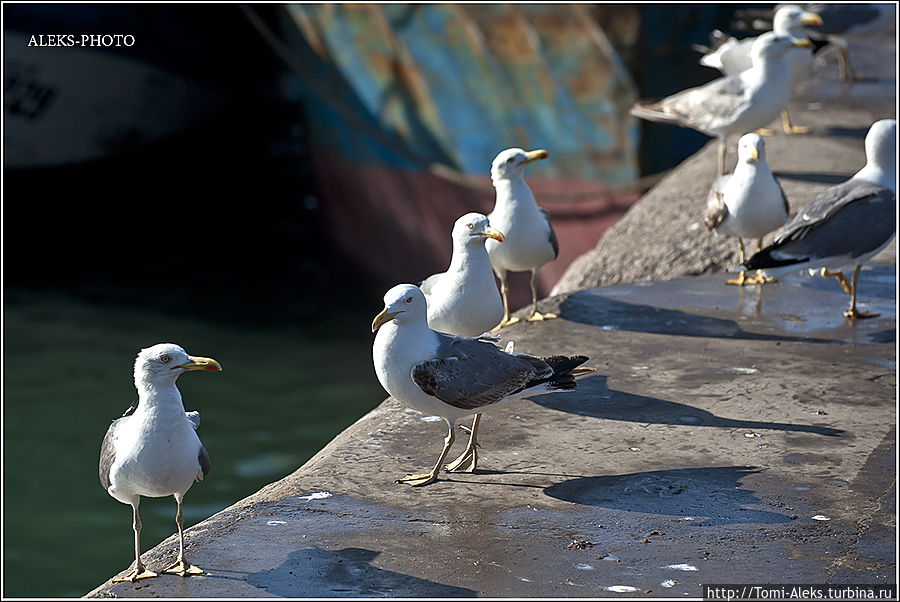 Наглые чайки — тут как тут...
* Агадир, Марокко