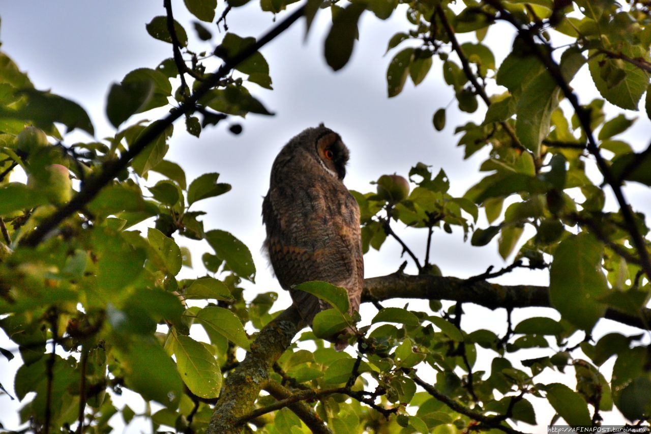 Совы. Игра в прятки Внуково, Россия