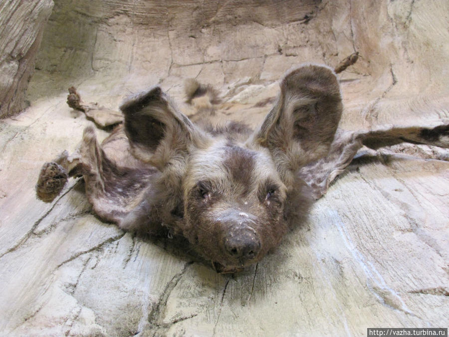 Зоопарк Сеула. Первая часть. Сеул, Республика Корея