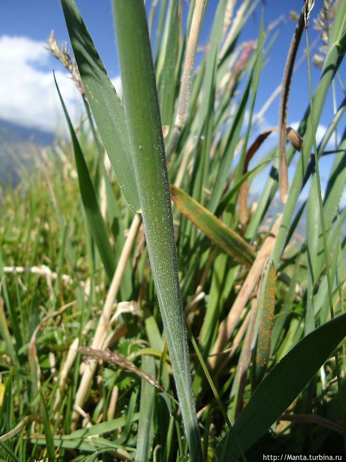 Пушистая трава. У меня возникало чувство красоты и нежность к ней, и было удивительно, что можно испытывать что-то настолько приятное от простых вещей.