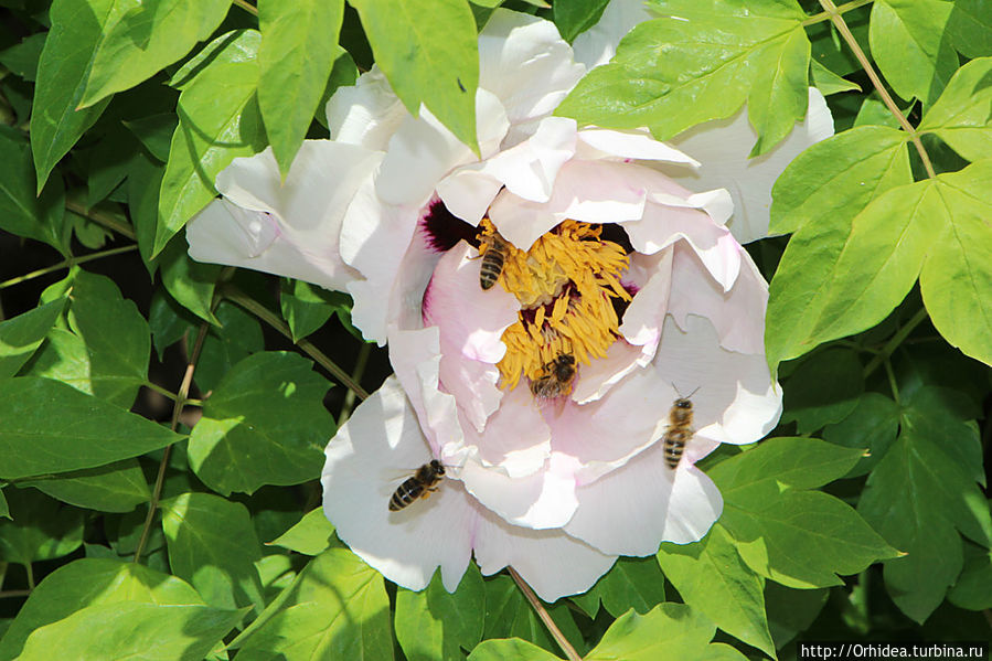 Цветочный мед в таблетках Харьковская область, Украина