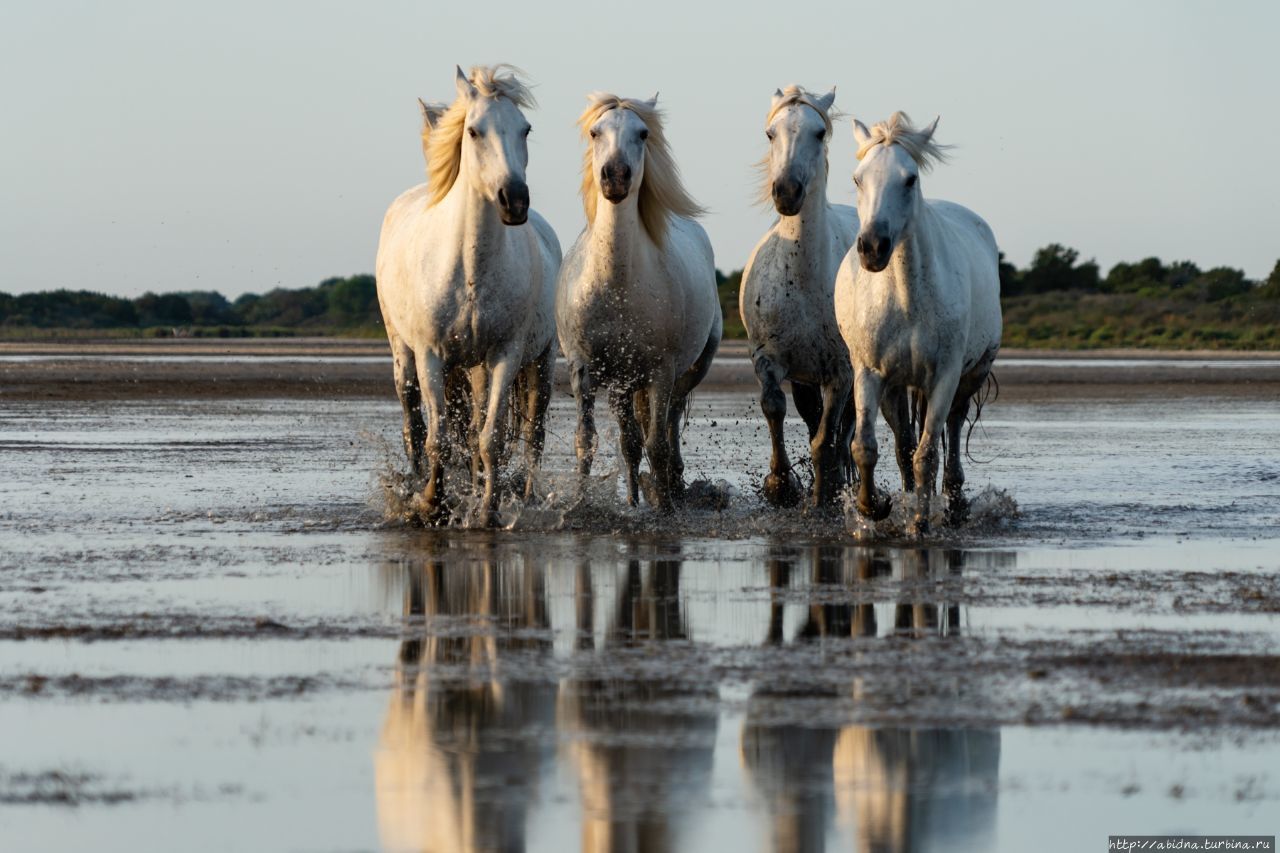 Белоснежные лошадки Камарга Камарг Дельта Роны Природный Парк, Франция