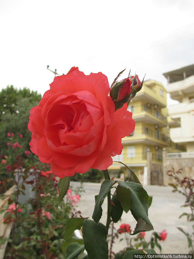 Цветущий Дидим Дидим, Турция