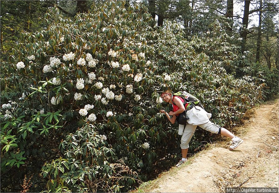Так хотелось почувствовать аромат весны. Нужно быть только осторожным, склоны очень крутые
