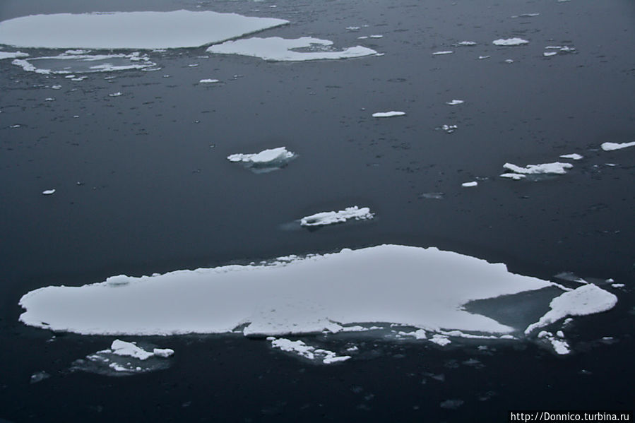злобная такса или барракуда во время охоты...