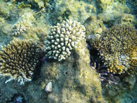 Коралловый риф — первая подводная съемка Хургада, Египет