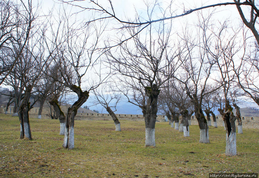 Этот тутовый сад, пожалуй, видел оба штурма, тутовые деревья живут очень долго Шуши, Азербайджан