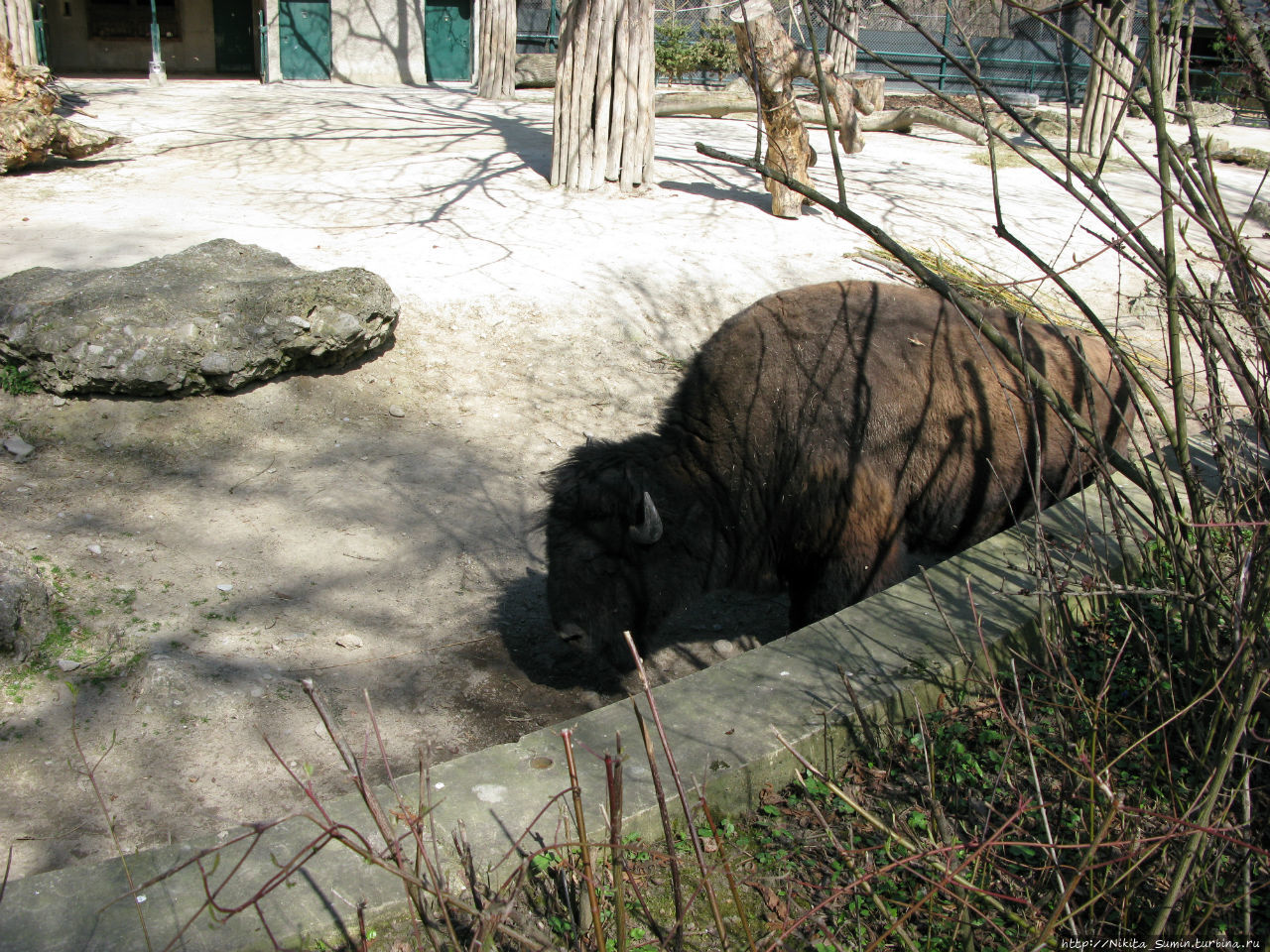 Венский зоопарк, или как мы познакомились с Пандой. Вена, Австрия