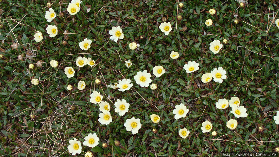 Раз в году появляются цветы на короткий период Лонгийербюен, Свальбард