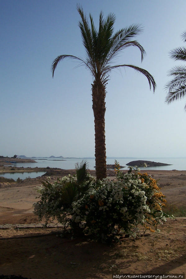 Вода Нила из озера Насера дает жизнь растительности Абу-Симбел, Египет