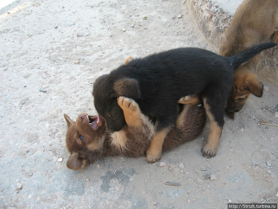 Клевые щенки в Ласпи Балаклава, Россия