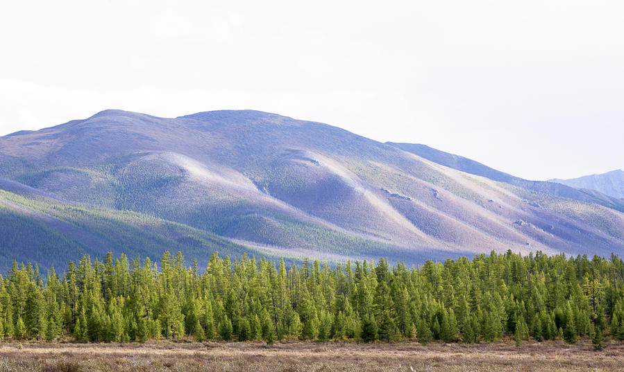 Древние мохнатые горы. А мех на них состоит из громадных лиственниц, арьегард которых подобрался ближе к фотографу. Монголия