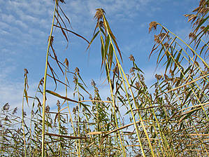 Шумел камыш...