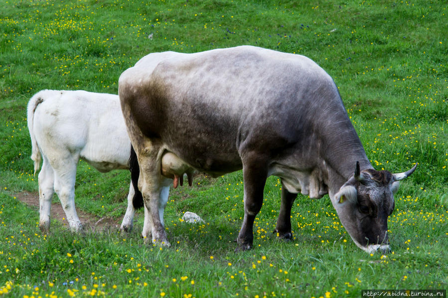Доломитовые Альпы летом. День 2 Валь-ди-Фасса, Италия