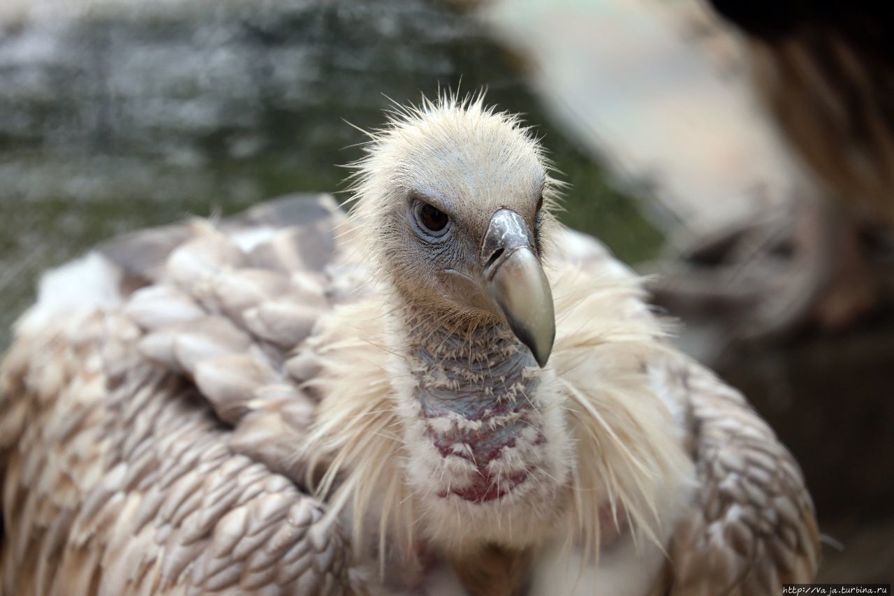 Зоопарк Янгона Янгон, Мьянма