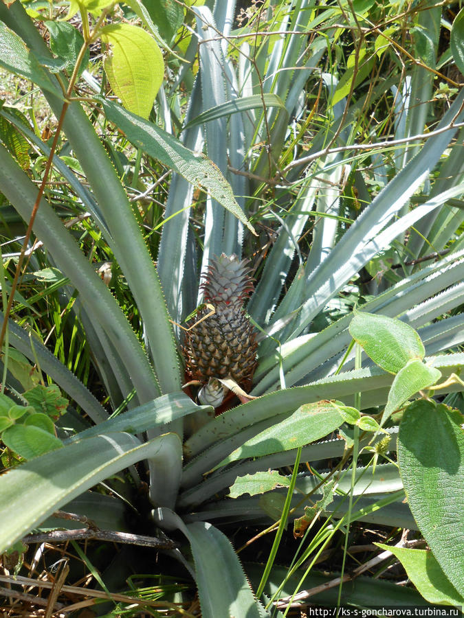 Так растут ананасы Ливингстон, Гватемала