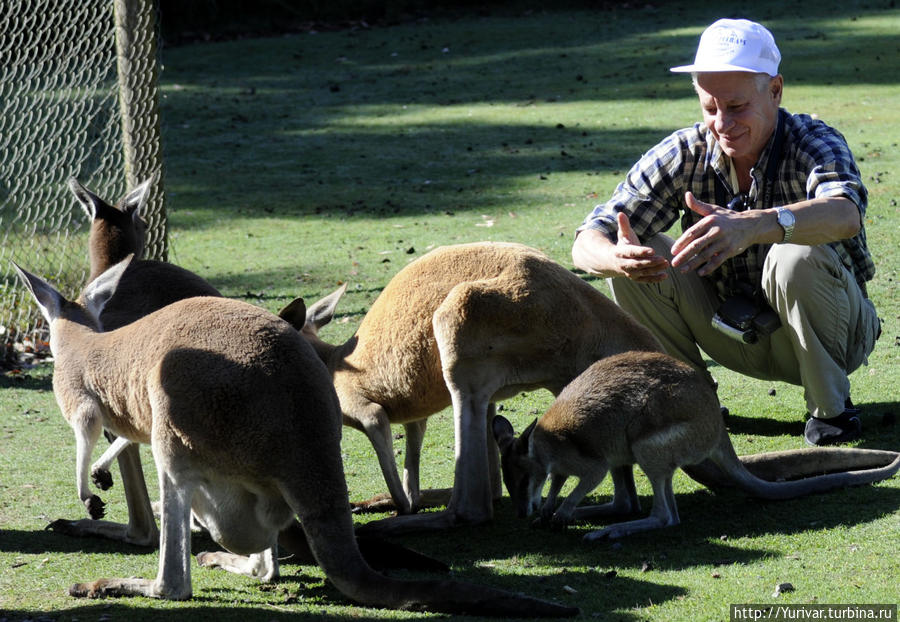 маленькие кенгуру в парке диких животных Caversham Намбунг Национальный Парк, Австралия