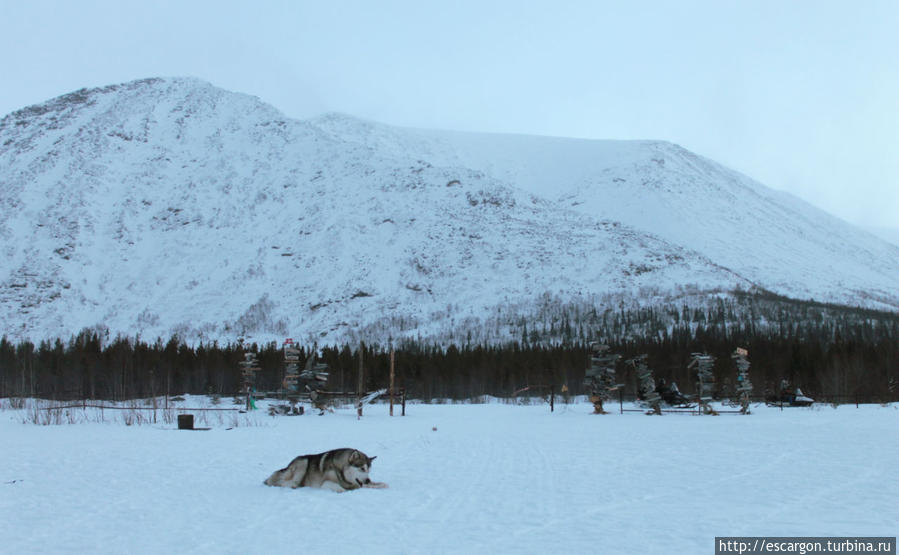 Милый глупый Чупакабра Мурманская область, Россия