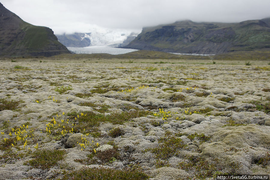 Фотопауза на очередной ледник Vatnajökull, мох и цветочки Южная Исландия, Исландия