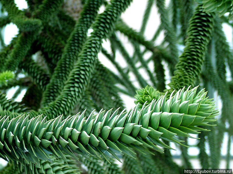 Чудо дерево Брюссель, Бельгия