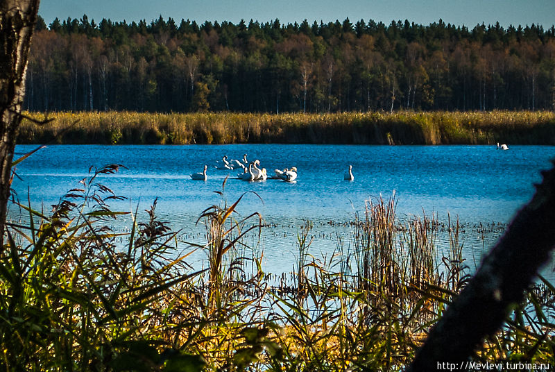 Озеро Слокас.  Наблюдая за лебедями Кемери, Латвия