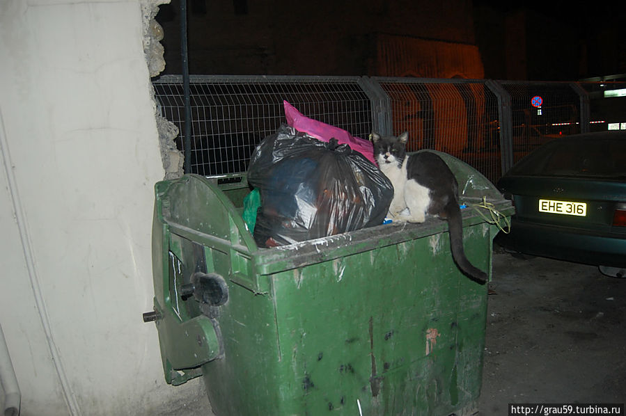 Кошки Ларнака, Кипр