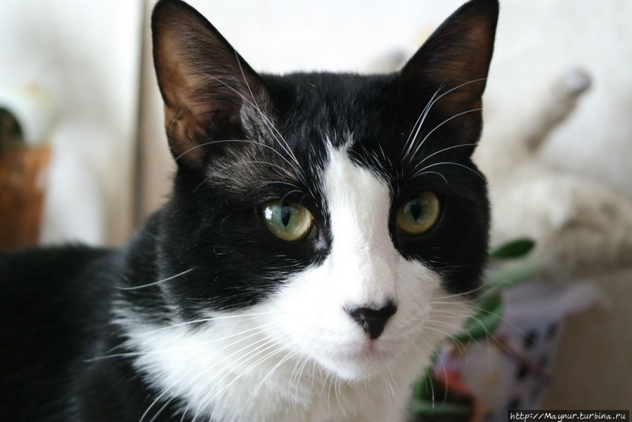 Самые  любимые... Южно-Сахалинск, Россия