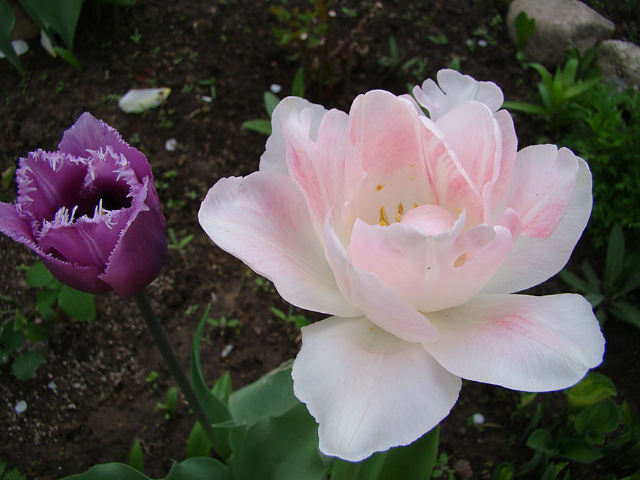 Девочки! Весна! Москва, Россия