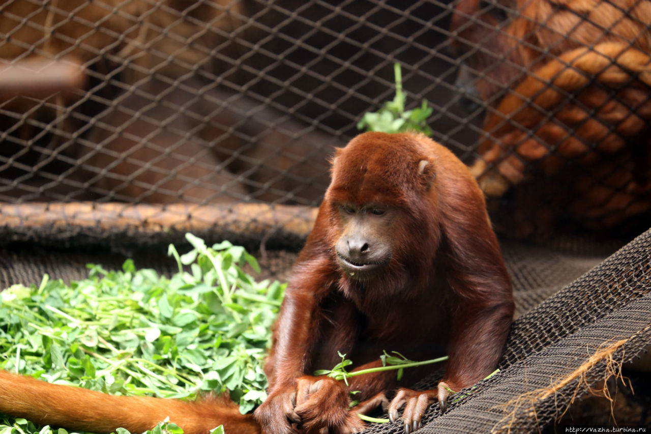 Зоопарк Лимы Лима, Перу