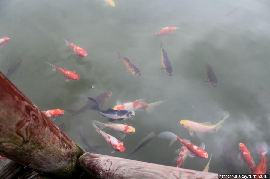 Рыбки в озёра парка практически ручные. Инвальд, Польша