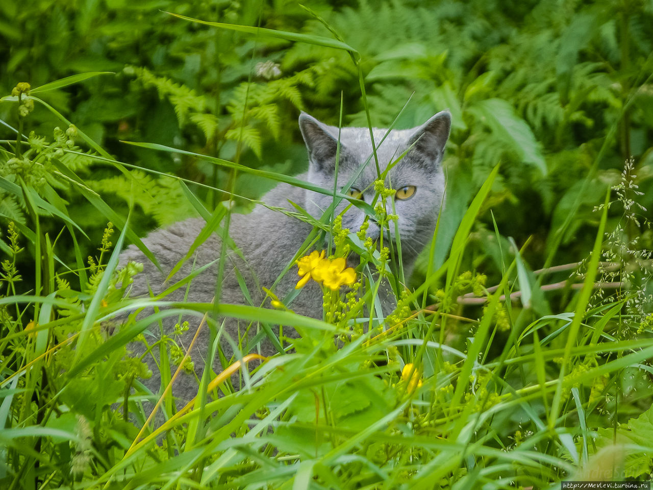 Гостевой дом Лимбажский район, Латвия
