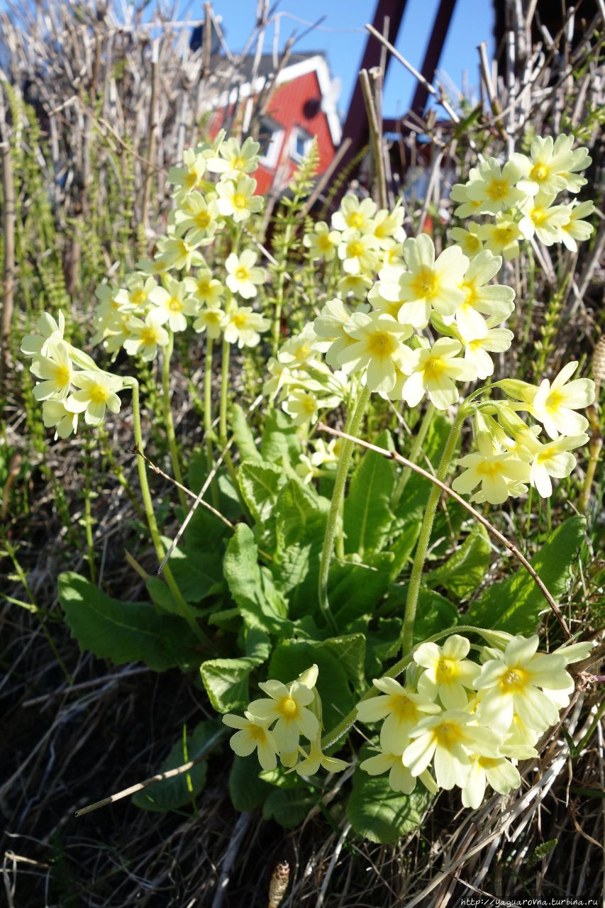Заполярный курорт Тромсё. Вдоль и поперёк. Часть 2 Тромсё, Норвегия Заполярный курорт Тромсё. Вдоль и поперёк. Часть 2 Тромсё, Норвегия
