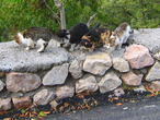 утренняя Алупка кишела котами-попрошайками, кои расплодились в городке-курорте неимоверно