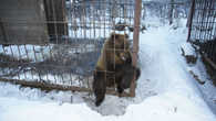 Медведи в этнокультурном комплексе Кайныран