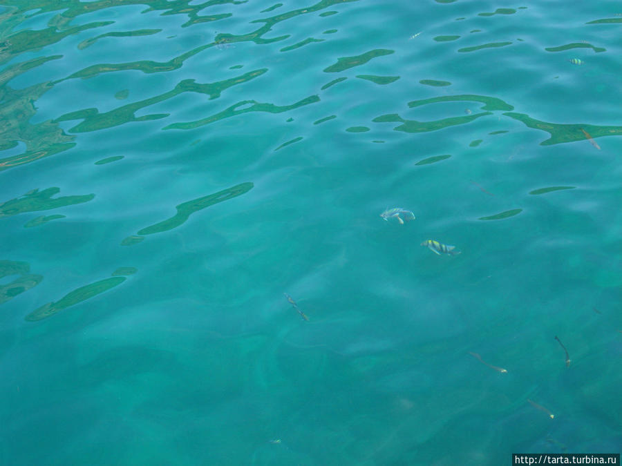 Даже, не погружаясь в воду, можно увидеть рыб. Пхукет, Таиланд