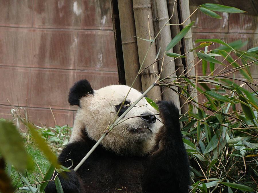 Панда - бамбуковый мишка
