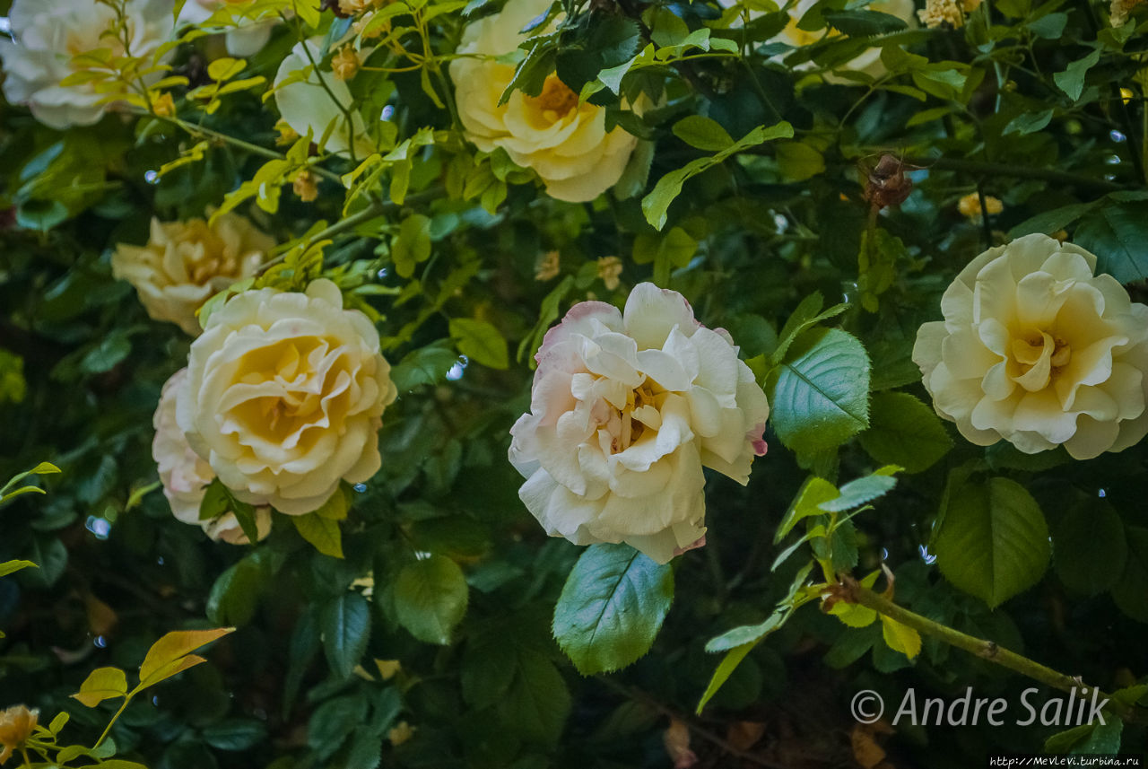 Шираз  сад Эрам Шираз, Иран