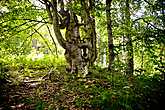 Вскоре зашли в таинственный лес, в котором нас встретили деревья невероятных форм, словно сошедшие со страниц Толкина.