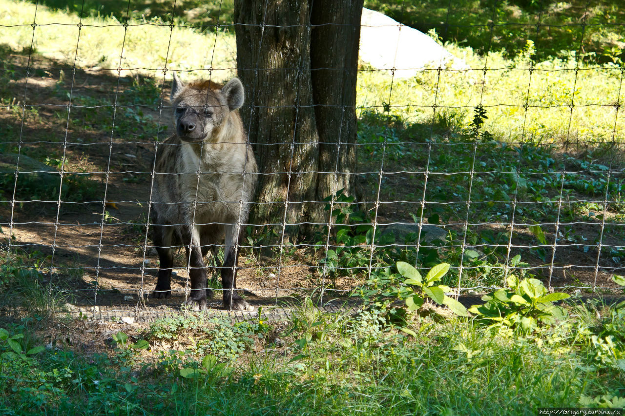 Зоопарк в SOUTHWICK, MA Саусвик, CША