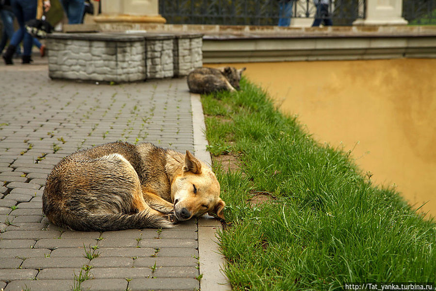 Охрана Несвижского замка
