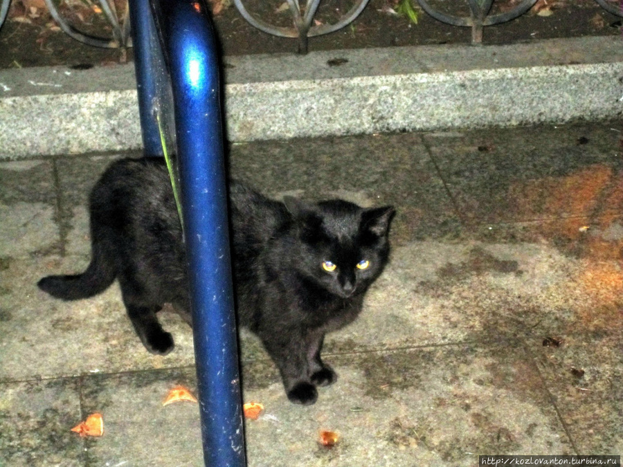 По вечерам по аллеями прогуливаются вальяжные ялтинские кошки. Ялта, Россия