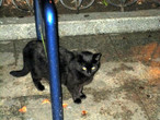 По вечерам по аллеями прогуливаются вальяжные ялтинские кошки.
