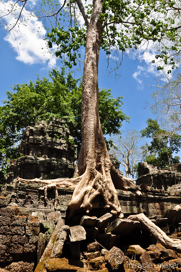 Понемногу храм расчищают от плотно сплетенных корней, оставляя лишь наиболее вписывающиеся во внешний облик храма. Ангкор (столица государства кхмеров), Камбоджа