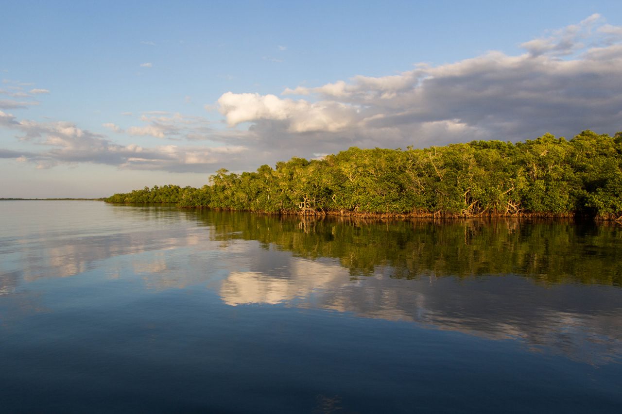 Кайо Левиса. Мангровые деревья Остров Кайо-Левиса, Куба