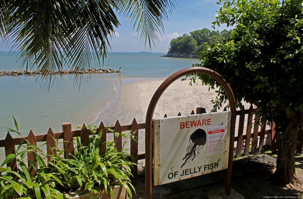 Осторожно, медузы Пинанг остров, Малайзия