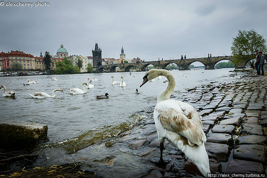 еще традиционное место, о малой стране и кормлении лебедей- позже Прага, Чехия
