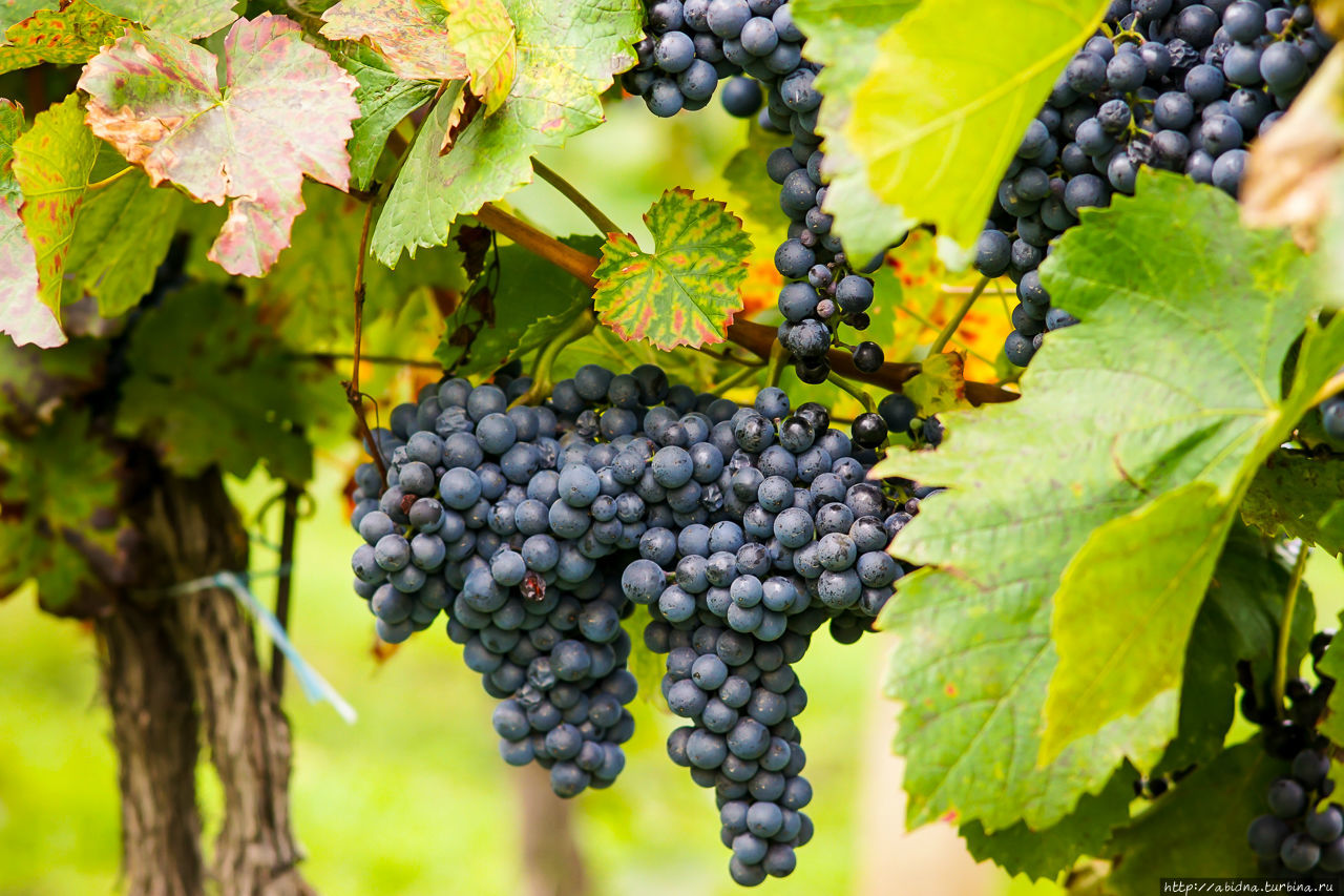 Виноград вино 7 букв. Виноградники Чехии. Южная Моравия Чехия виноградник. Винный виноград. Круглый винный виноград.