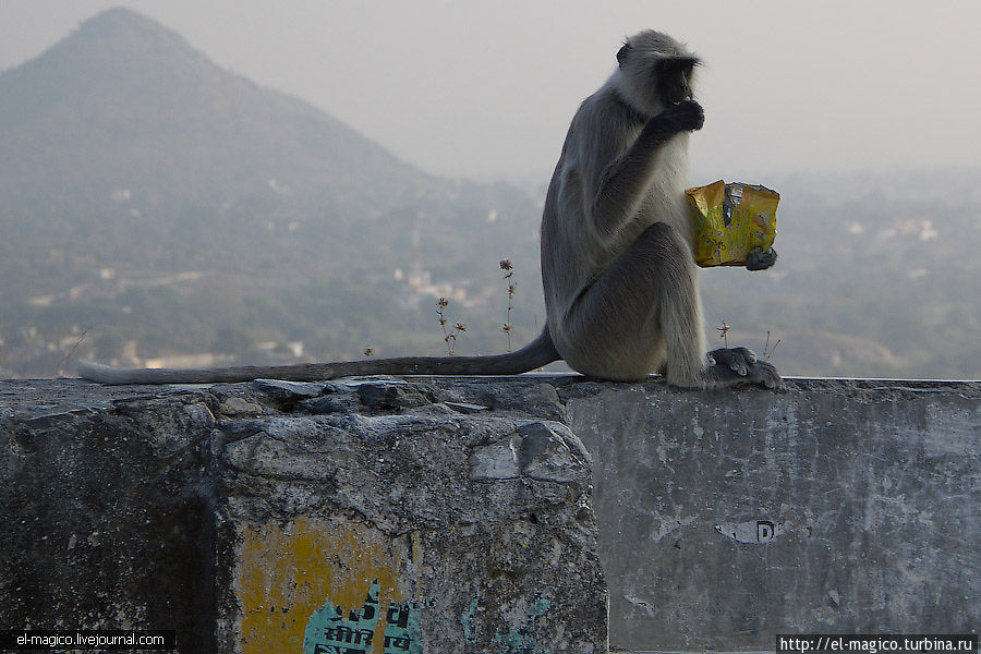 Храм Нагда и обезьяны-попрошайки Штат Раджастан, Индия